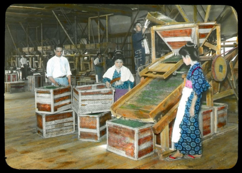 From the Bush to the consumer: how did the production of tea in Japan and the beginning of XX century