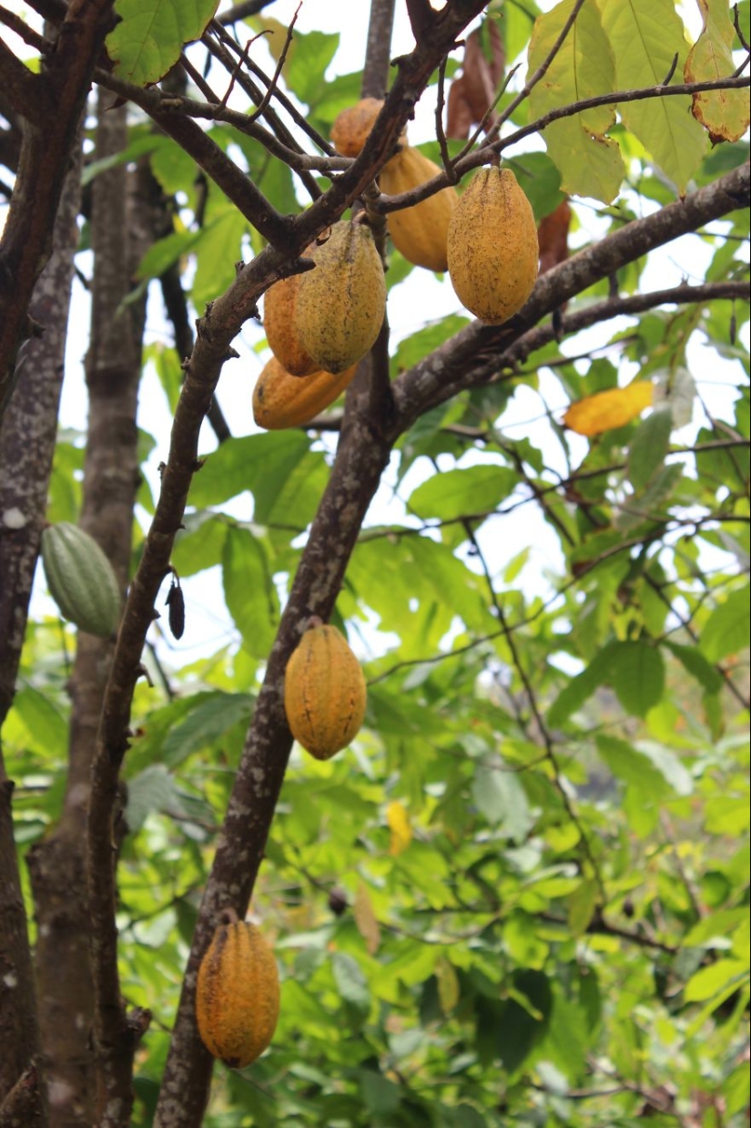 From the pods on the tree to the finished chocolate bar: how do craftsy chocolate