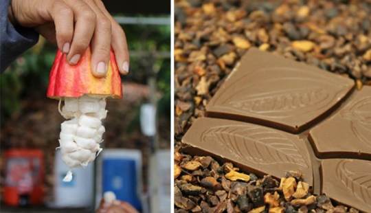 From the pods on the tree to the finished chocolate bar: how do craftsy chocolate