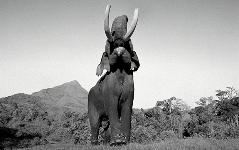 Fuerte imagen acerca de la compleja relación entre el elefante Asiático