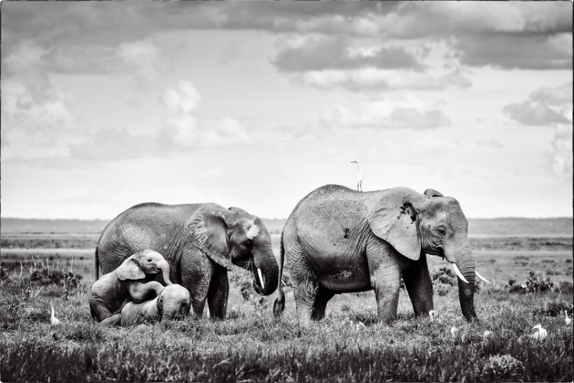 Fui a Kenia en un safari, aquí tienes 21 de las mejores fotos