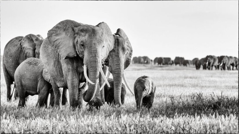 Fui a Kenia en un safari, aquí tienes 21 de las mejores fotos