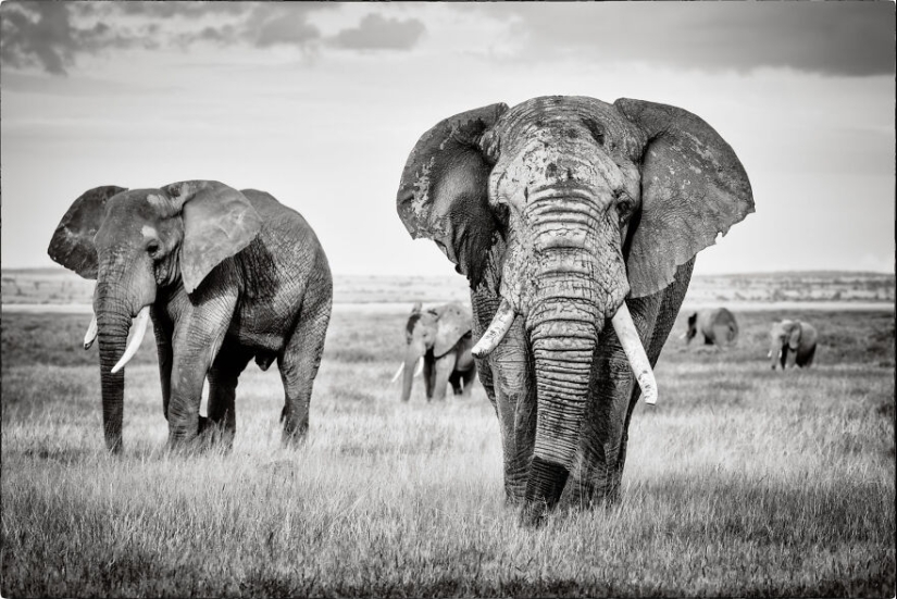 Fui a Kenia en un safari, aquí tienes 21 de las mejores fotos