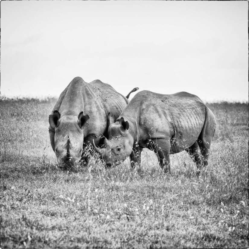 Fui a Kenia en un safari, aquí tienes 21 de las mejores fotos