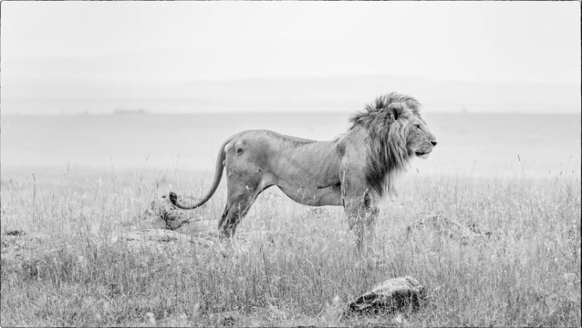 Fui a Kenia en un safari, aquí tienes 21 de las mejores fotos