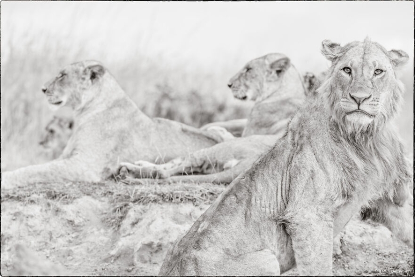 Fui a Kenia en un safari, aquí tienes 21 de las mejores fotos