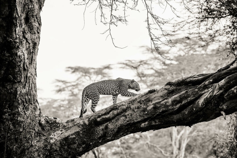 Fui a Kenia en un safari, aquí tienes 21 de las mejores fotos