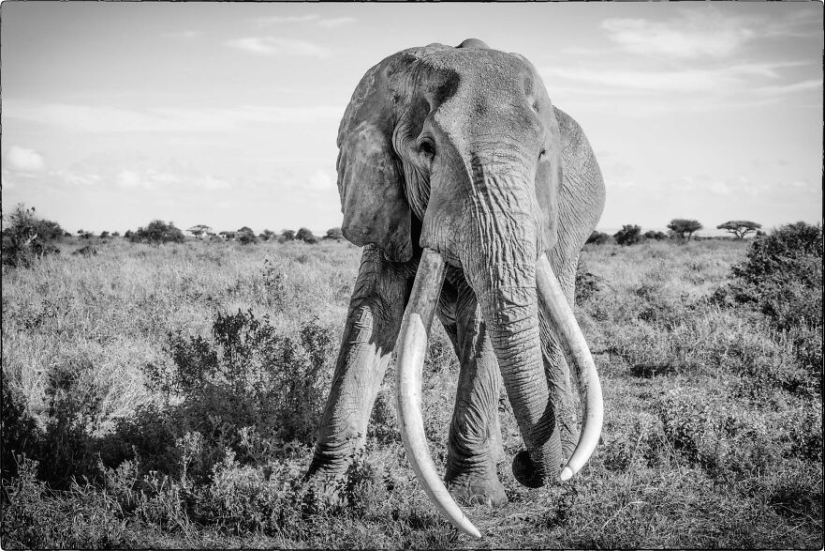 Fui a Kenia en un safari, aquí tienes 21 de las mejores fotos