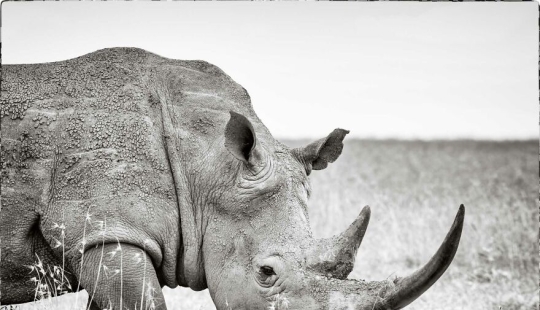 Fui a Kenia en un safari, aquí tienes 21 de las mejores fotos