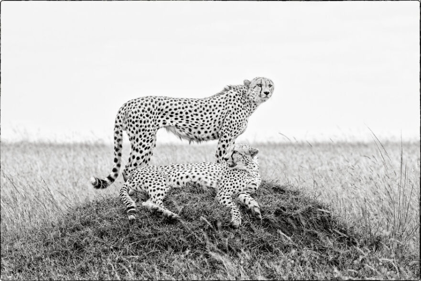 Fui a Kenia en un safari, aquí tienes 21 de las mejores fotos