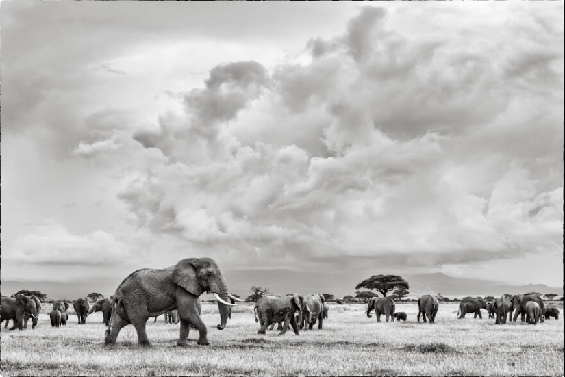 Fui a Kenia en un safari, aquí tienes 21 de las mejores fotos