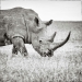 Fui a Kenia en un safari, aquí tienes 21 de las mejores fotos