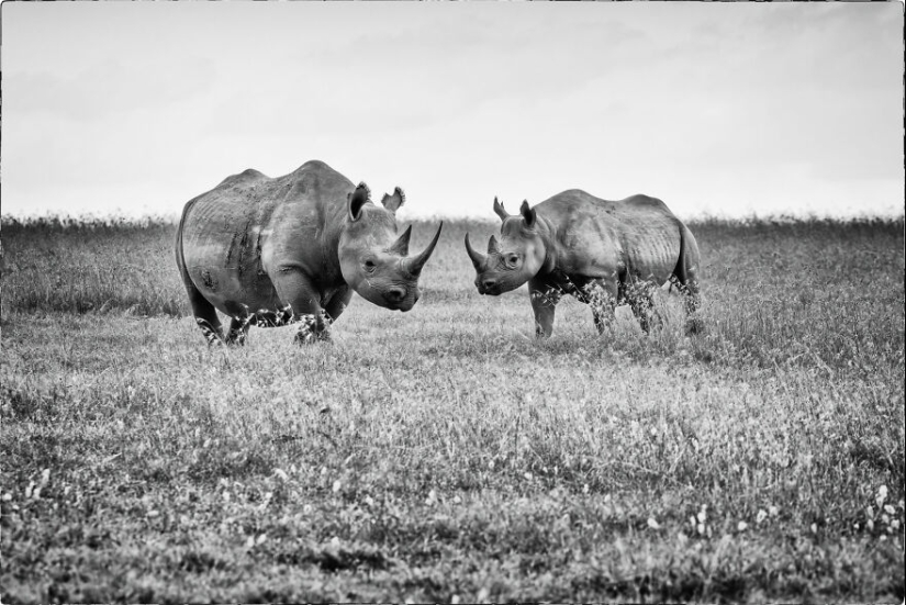 Fui a Kenia en un safari, aquí tienes 21 de las mejores fotos