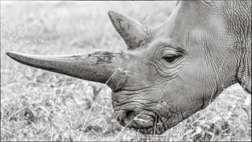 Fui a Kenia en un safari, aquí tienes 21 de las mejores fotos