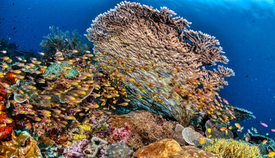 Full Recovery For A Lifeless Coral Reef Within 4 Years, Study Finds