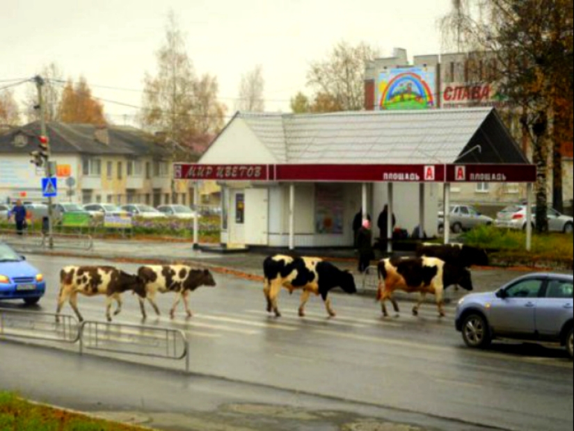 Fun, original, mysterious, in Russian: 22 photos from native expanses