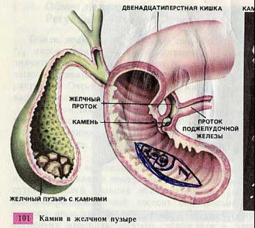 Funny Biology Textbook Takes You Back to 9th Grade