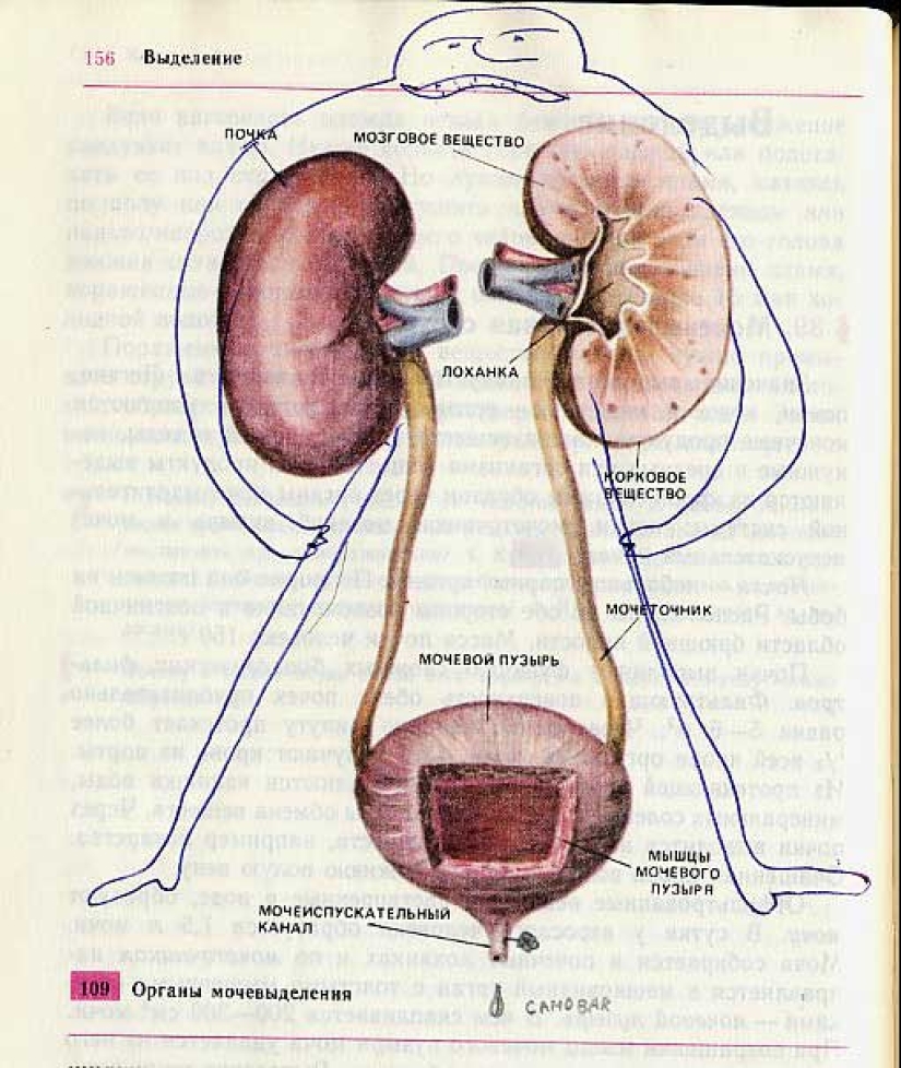 Funny Biology Textbook Takes You Back to 9th Grade