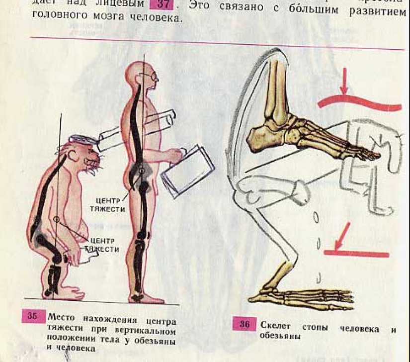 Funny Biology Textbook Takes You Back to 9th Grade