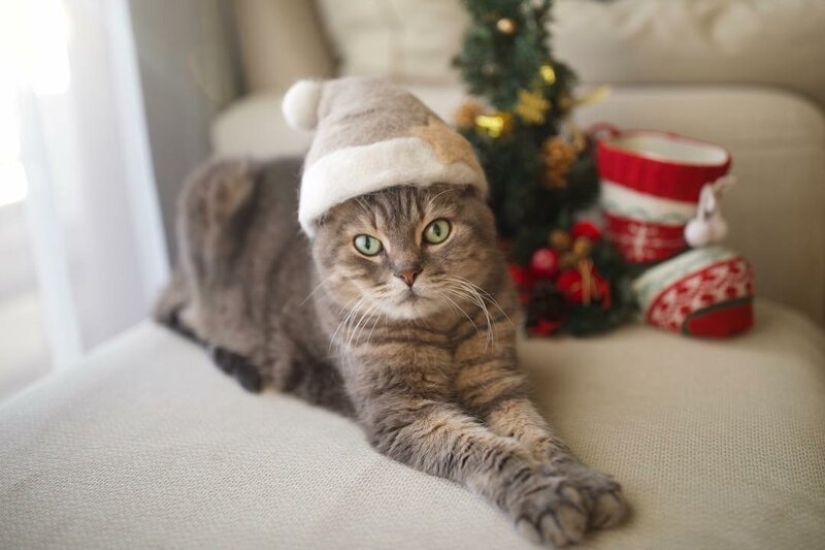 Funny cats in the caps of their own hair