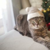 Funny cats in the caps of their own hair