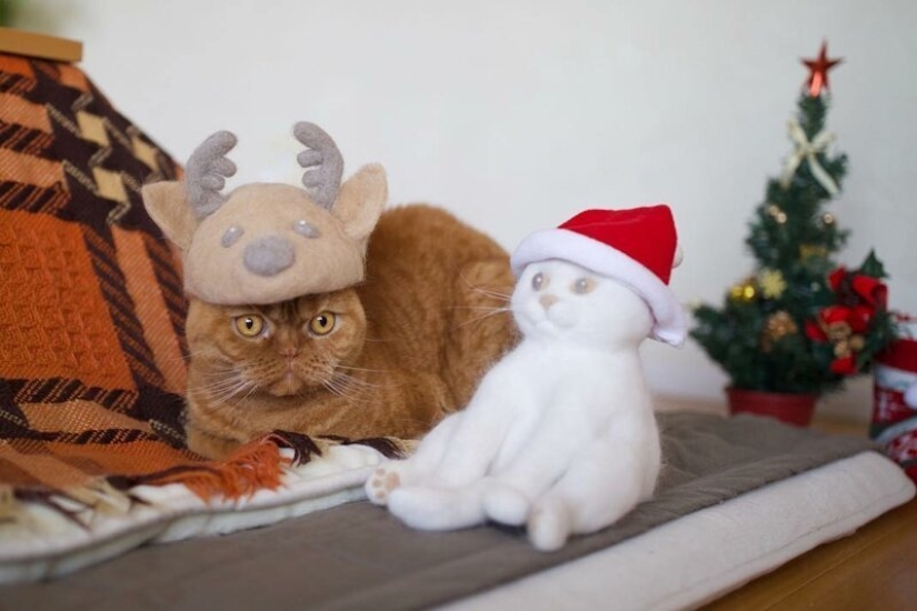 Funny cats in the caps of their own hair