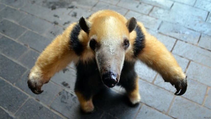 Funny tamandua — a thunderstorm of ants and a problem for predators