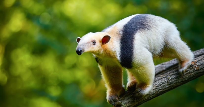 Funny tamandua — a thunderstorm of ants and a problem for predators