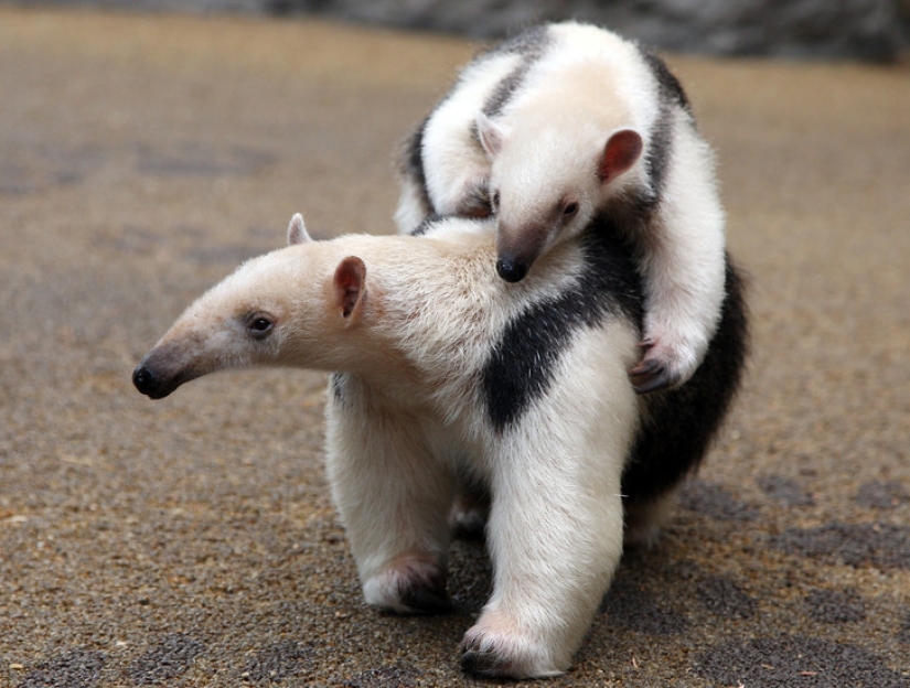 Funny tamandua — a thunderstorm of ants and a problem for predators