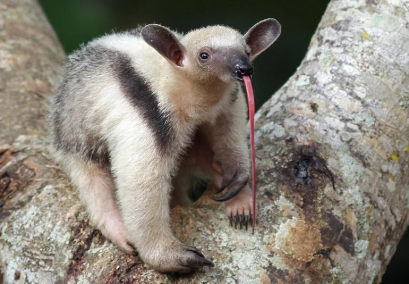 Funny tamandua — a thunderstorm of ants and a problem for predators