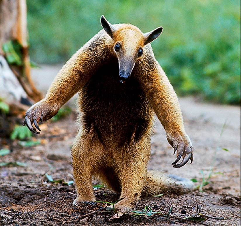 Funny tamandua — a thunderstorm of ants and a problem for predators