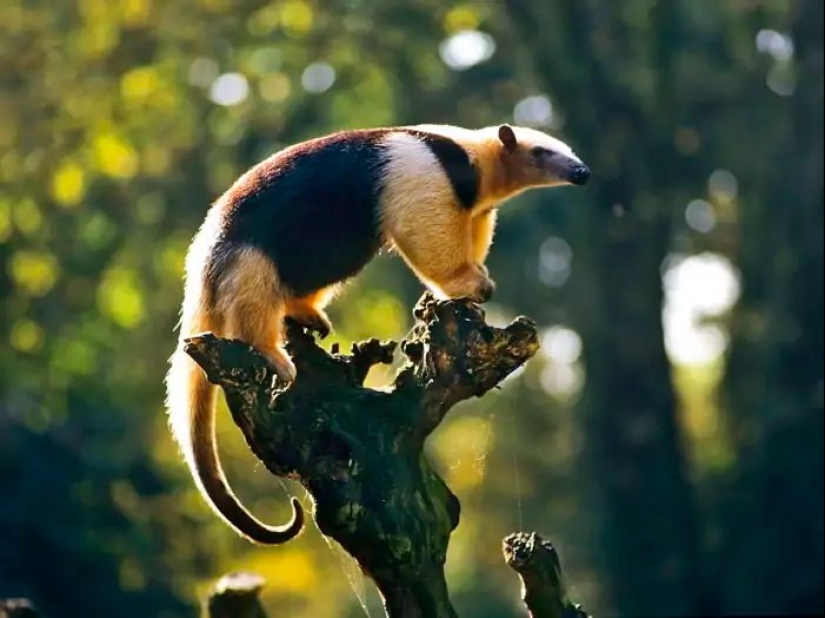 Funny tamandua — a thunderstorm of ants and a problem for predators