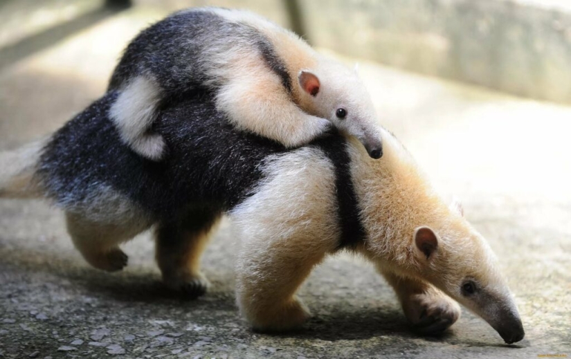 Funny tamandua — a thunderstorm of ants and a problem for predators