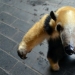 Funny tamandua — a thunderstorm of ants and a problem for predators