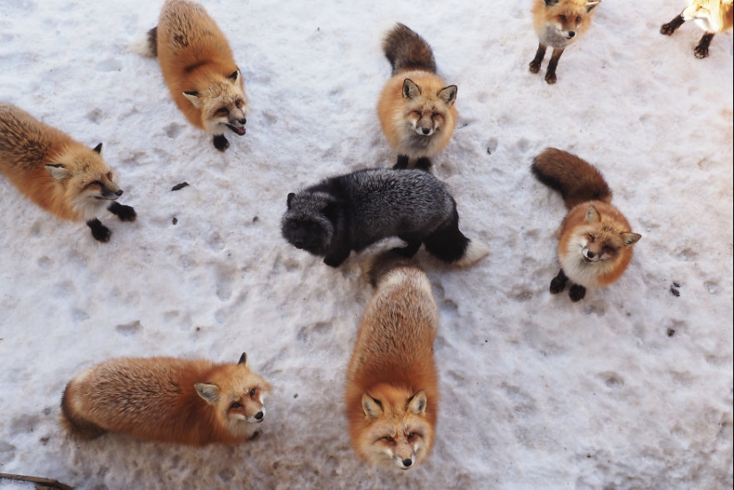 Fur all around: more than a hundred foxes live in a Japanese village