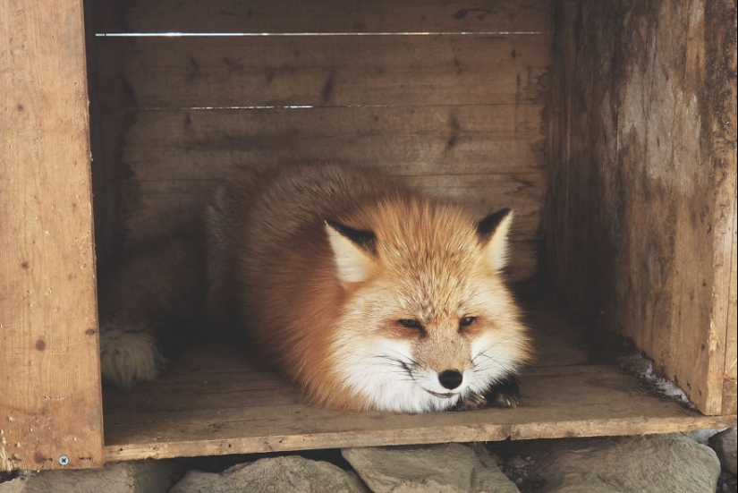 Fur all around: more than a hundred foxes live in a Japanese village