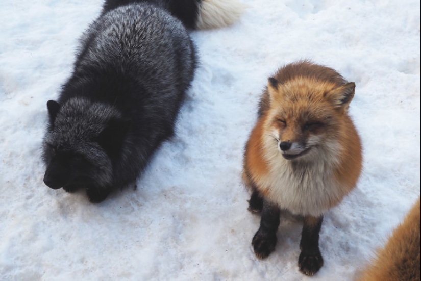 Fur all around: more than a hundred foxes live in a Japanese village