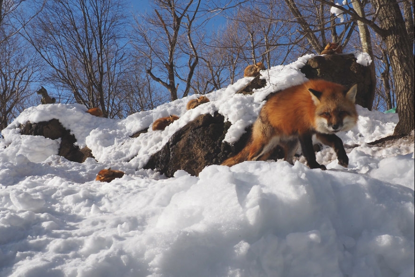 Fur all around: more than a hundred foxes live in a Japanese village