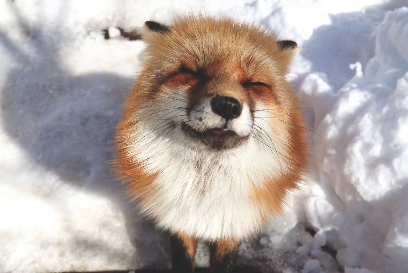 Fur all around: more than a hundred foxes live in a Japanese village