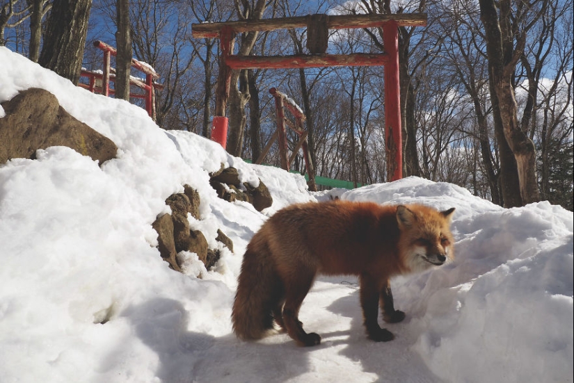 Fur all around: more than a hundred foxes live in a Japanese village