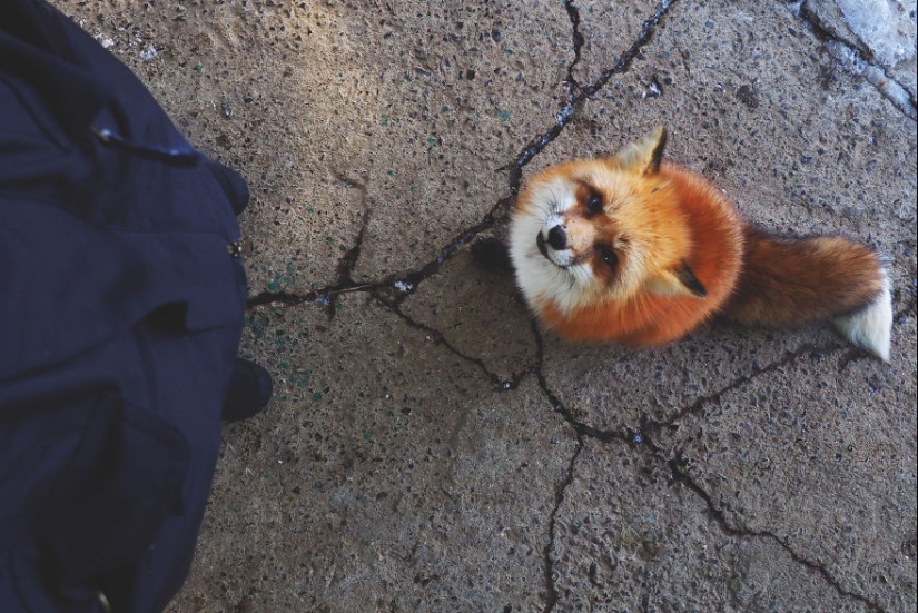 Fur all around: more than a hundred foxes live in a Japanese village