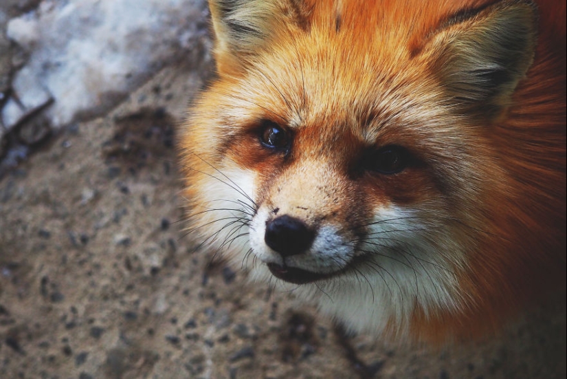 Fur all around: more than a hundred foxes live in a Japanese village