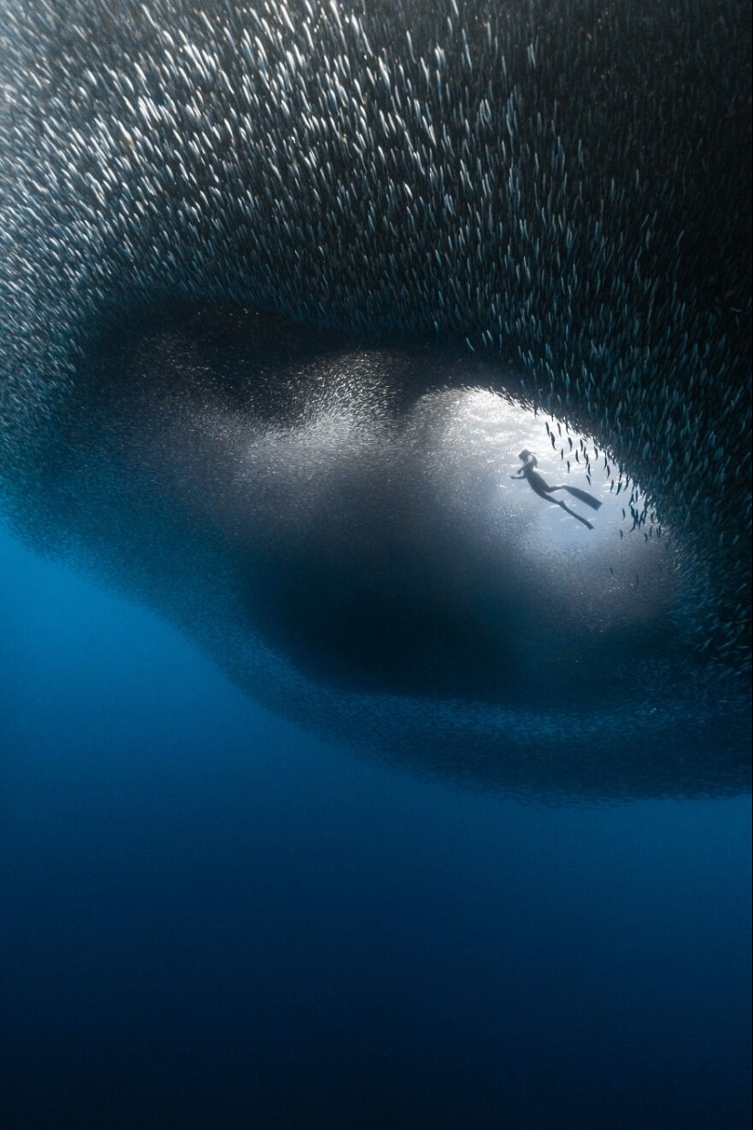 Ganadores del IPA 2024: Desvelando el futuro de la fotografía en 20 imágenes