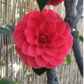 Gardening is cool! 30 best photos from the largest Reddit community for gardeners