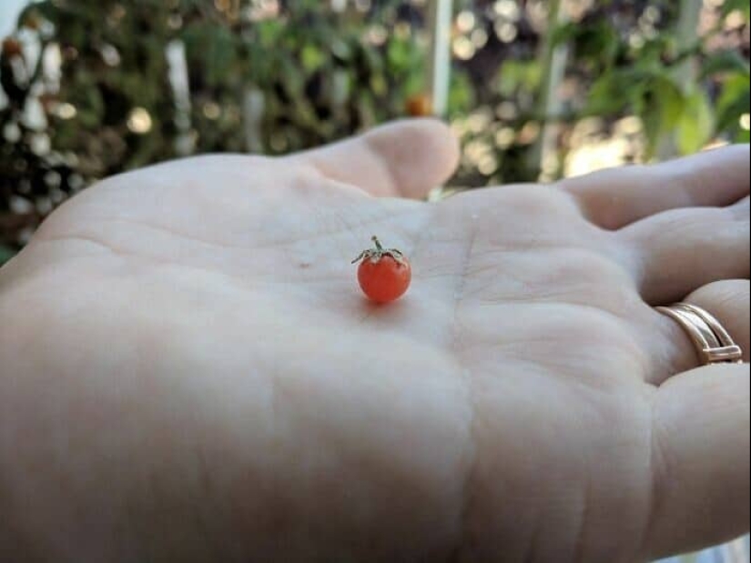 Gardening is cool! 30 best photos from the largest Reddit community for gardeners