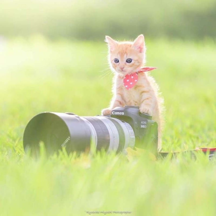 Gatitos y cámaras: una linda serie de fotos de un fotógrafo de Japón