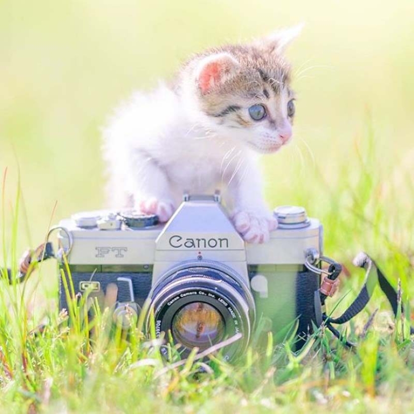 Gatitos y cámaras: una linda serie de fotos de un fotógrafo de Japón