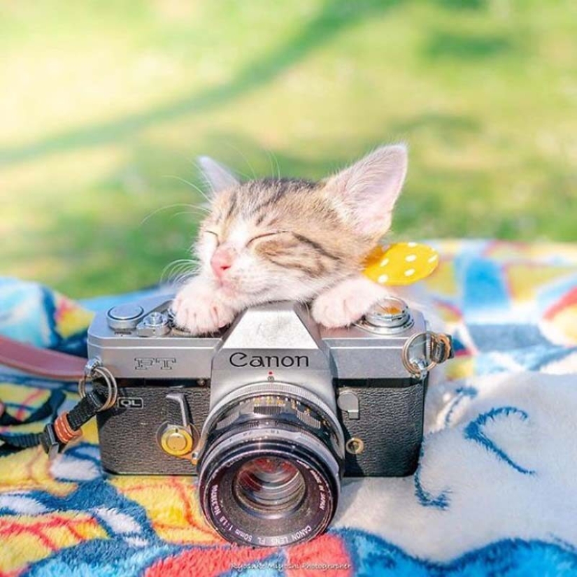 Gatitos y cámaras: una linda serie de fotos de un fotógrafo de Japón