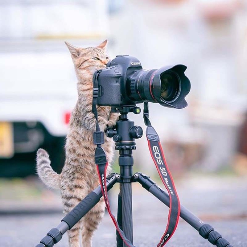 Gatitos y cámaras: una linda serie de fotos de un fotógrafo de Japón