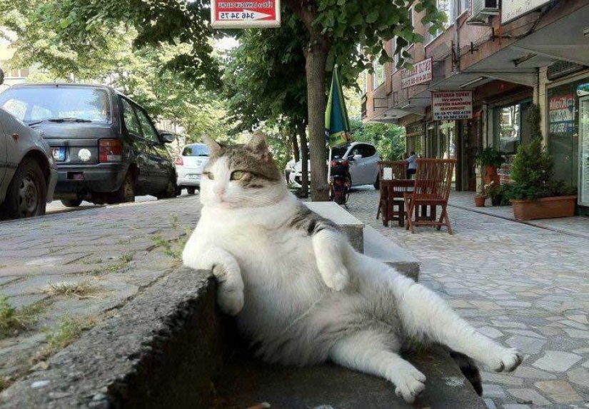 Gato Tombili de Estambul, a quien se le erigió un monumento por una pose imponente